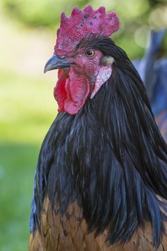 Portrait, rooster, free-range husbandry, organic farm, Oldenburger M&uuml;nsterland, Lower Saxony, Germany