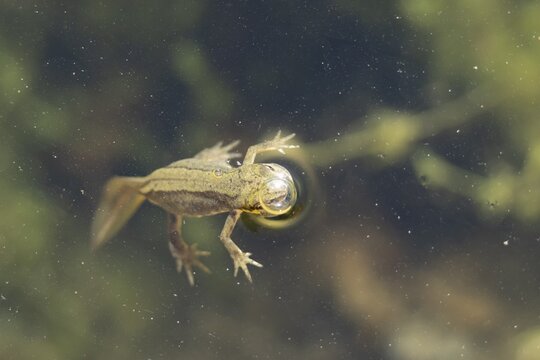 Smooth or Common newt (Lissotriton vulgaris) adult amphibian coming up to breath air on the water surface of a pond, England, United Kingdom