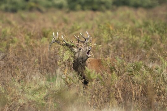 Red deer (Cervus elaphus) adult male stag animal roaring with its mouth open during the rutting season in autumn, England, United Kingdom