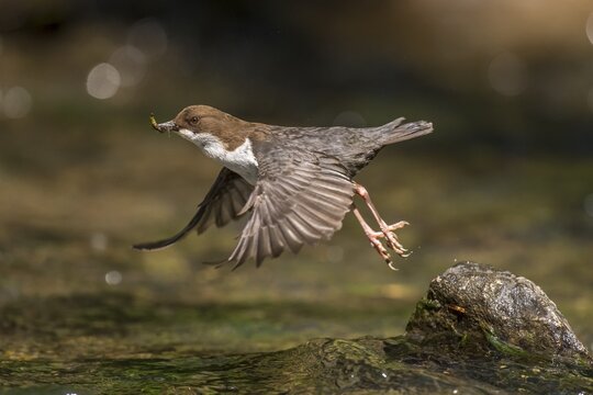White-breasted dipper (Cinclus cinclus ) flies off, Bach, Blomberg, North Rhine-Westphalia, Germany