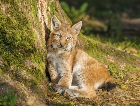 Young lynx (Lynx lynx) leans on tree trunk, Bavaria, Germany
