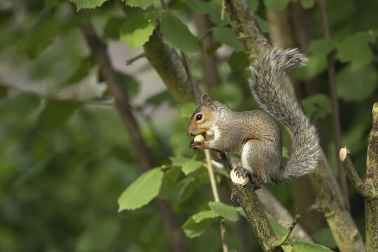 Grey squirrel (Sciurus carolinensis) adult animal feeding on a nut in a Hazel tree, Suffolk, England, United Kingdom