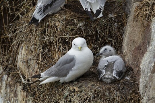 Black legged kittiwake (Rissa tridactyla) adult bird and juvenile baby on a nest on a cliff in summer, RSPB Bempton cliffs nature reserve, Yorkshire, England, United Kingdom