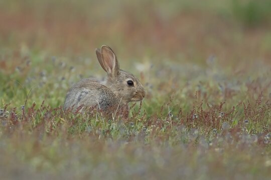 Rabbit (Oryctolagus cuniculus) wild juvenile baby animal in grassland with summer flowers, England, United Kingdom