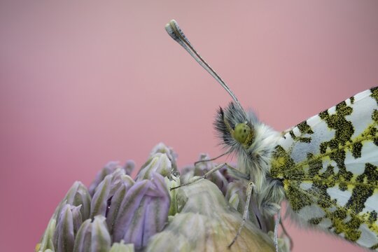 Orange tip butterfly (Anthocharis cardamines) adult male insect resting on a garden Allium flower bud in spring, Suffolk, England, United Kingdom