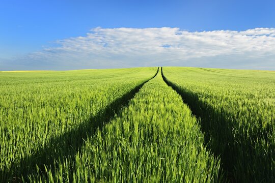 Hill with green cornfield in spring under blue sky with clouds, lane, Lower Saale Valley nature park Park, Saalekreis, Saxony-Anhalt, Germany