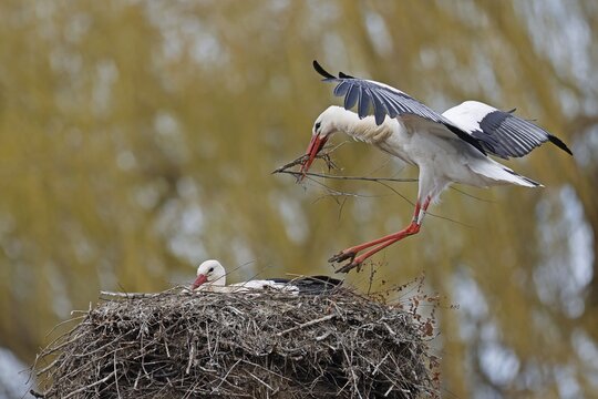 White stork (Ciconia ciconia) flying with nesting material on the nest, Hesse, Germany
