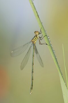 Willow emerald damselfly (Chalcolestes viridis), male, North Rhine-Westphalia, Germany