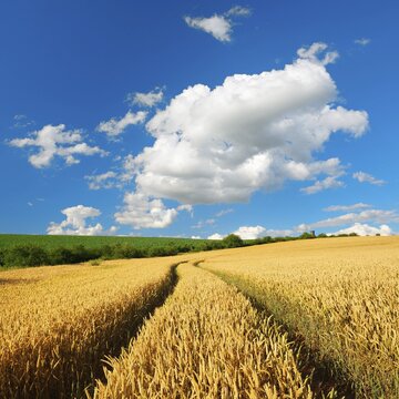 Cultural landscape in summer, wheat field, lane leads into the picture, blue sky with cumulus clouds, near Wettin, Saalekreis, Saxony-Anhalt, Germany