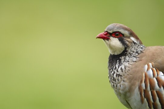 Red legged partridge (Alectoris rufa) adult bird calling in a cereal field, Suffolk, England, United Kingdom