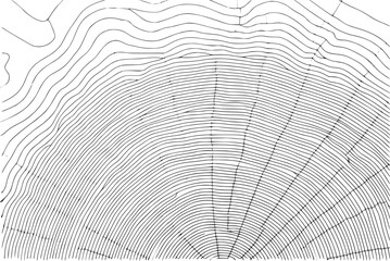 A detailed black and white showing the concentric growth rings of a tree trunk cross section pattern © Milon