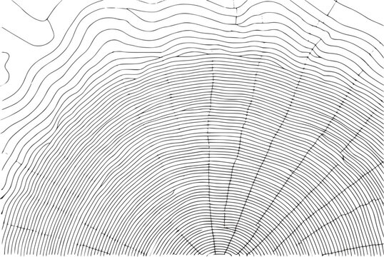 A detailed black and white showing the concentric growth rings of a tree trunk cross section pattern