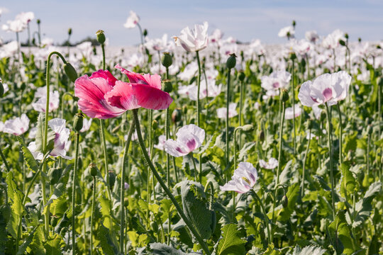 Pink opium poppy flower among blooming white poppy field