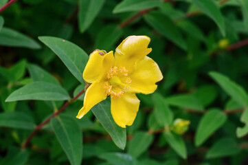 Obraz premium Bright yellow flower with delicate petals and prominent stamens blooming among green leaves