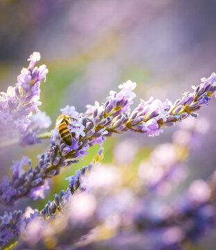 Biene auf Lavendelbl&uuml;ten