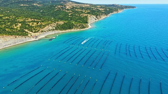Mussel farm shows long lines in the water where mussels grow. Boats are seen near the shore. The coast is green and hilly under a clear sky.