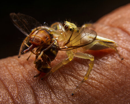 Extreme macro of an unidentified translucent jumping spider holding a dark fly prey in its jaws while resting on textured human skin in a tropical Sri Lankan environment.