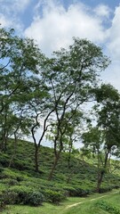 Fototapeta premium Lush green tea plantation with tall trees under a vibrant blue sky and scattered white clouds in a serene landscape