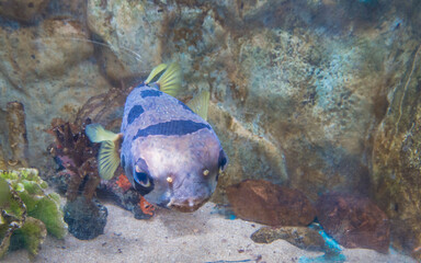 Puffer fish swimming in a saltwater aquarium. Underwater world. © yongyut