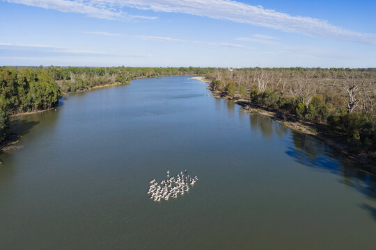 Pelicans on the Murray River. Paringa. South Australia.