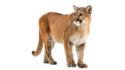 Wild elegant cougar mountain lion predatory mammal isolated on a transparent background © Anatoli