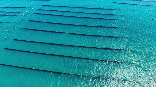 Mussel farm shows long lines in water with buoys marking the sections. Workers are involved in shellfish farming. Sunlight is bright with clear skies.
