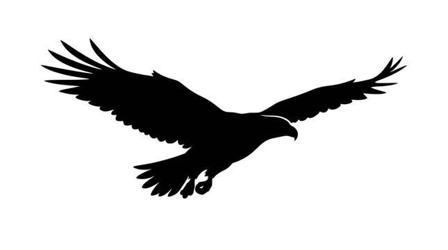 Black silhouette of flying eagle bird.