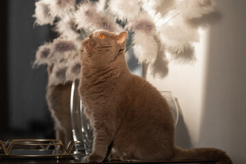 A stunning lilac Scottish Straight cat with bright orange eyes sitting gracefully in a cozy home interior with decorative pampas grass in the background. Soft pastel tones pet portrait © alan