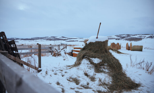 Snowy Field With Hay Bales and Wooden Fence in Winter Landscape