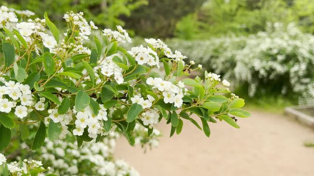 Delicate white spirea flowers cluster elegantly on a slender leafy branch. The bright, fresh blossoms create an uplifting, peaceful, and tender feeling of springtime beauty in a quiet park.