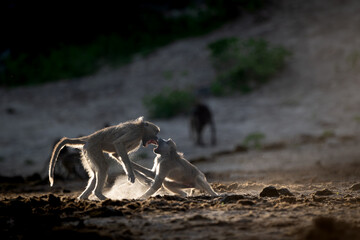 Fototapeta premium Backlit baboons fighting and playing near the Chobe River