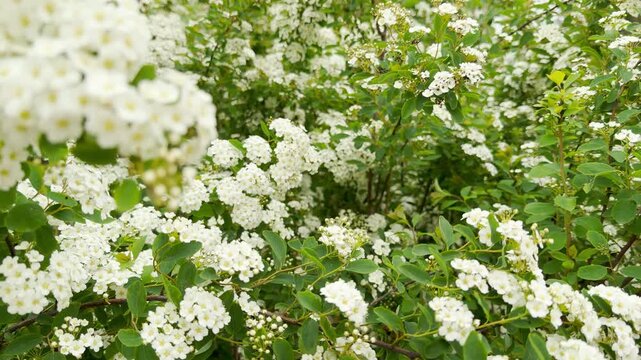 A thick blanket of tiny white spirea flowers blooms vibrantly amidst rich green leaves. The overflowing clusters create a deeply comforting, cheerful, and refreshing feeling of pure spring life.