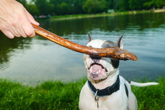 Dog Trying To Grab A Stick While Playing With A Human