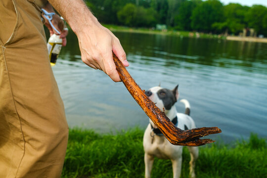 Summer Activity With A Dog On A Walk