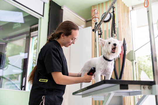 Groomer clipping westie fur at pet salon