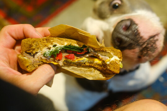 Dog Watches in Hope Person Hold Sandwich Snack in Hand