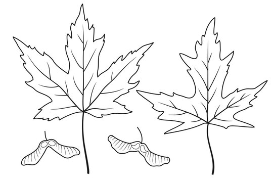 Graphic contour set of autumn maple leaves and seeds black and white line art on isolated background