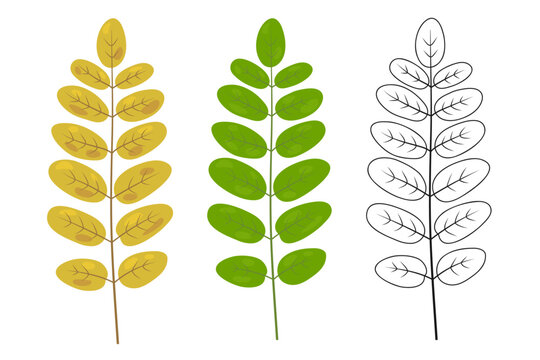 Graphic autumn rowan branches with small leaves set colorful versions and black linear contour art