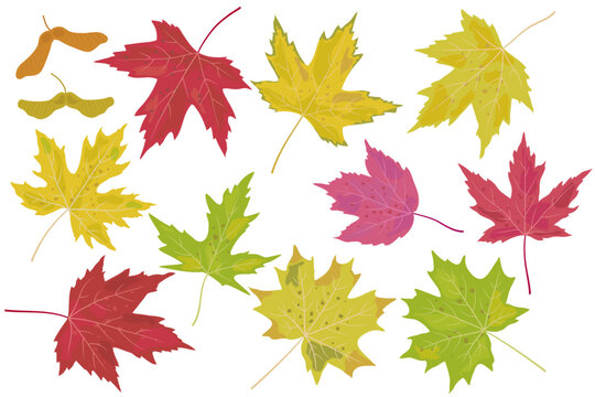 Large collection of colorful autumn maple leaves and seed pods isolated vector graphic design set