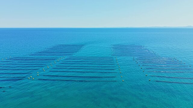 Workers manage a mussel farm in the ocean with rows of nets. Bright sunlight shines on the clear water. Buoys float above the nets, marking the farm layout.