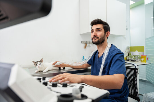 Veterinarian performing an ultrasound examination on a cat