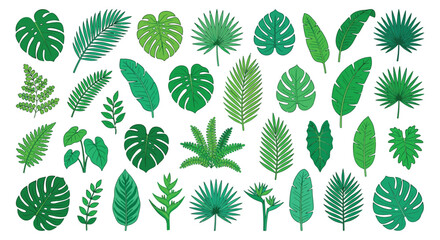 Tropical leaf pattern a vibrant vector illustration with various green foliage shapes leaves monstera palm banana fern collection botanical greenery plant life arrangement art jungle © mdaburaihan