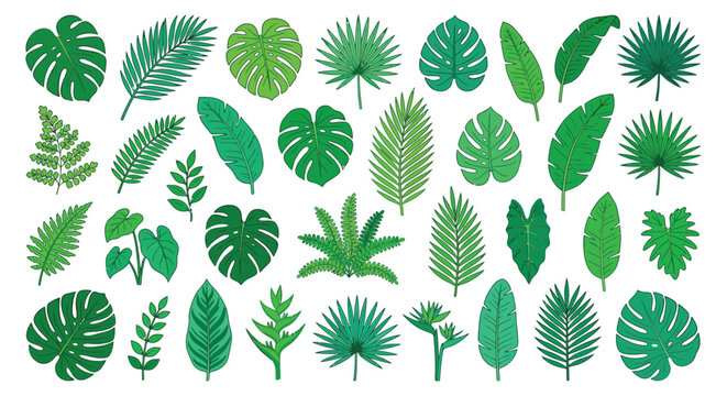 Tropical leaf pattern a vibrant vector illustration with various green foliage shapes leaves monstera palm banana fern collection botanical greenery plant life arrangement art jungle