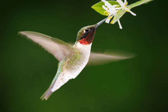 Ruby-throated Hummingbird Feeding