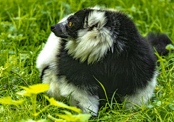 Black-and-white ruffed lemur (Varecia variegata) with distinctive fur pattern © Ludovic