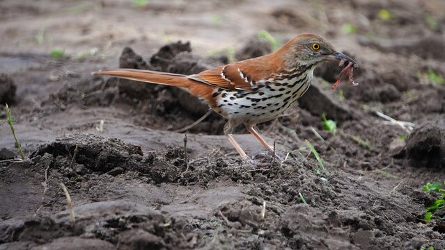 A Brown Thrasher Bird is looking for worms on the ground.