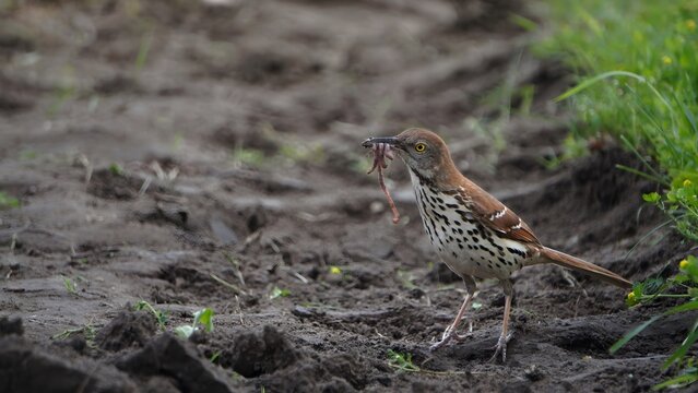 A Brown Thrasher Bird is looking for worms on the ground.