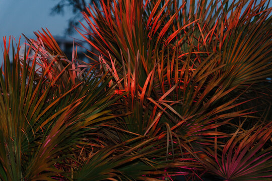 Palm Leaves Glow Under Evening Light in Tropical Setting