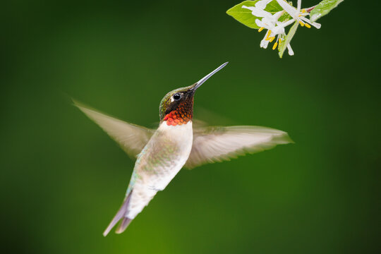 Ruby-throated Hummingbird