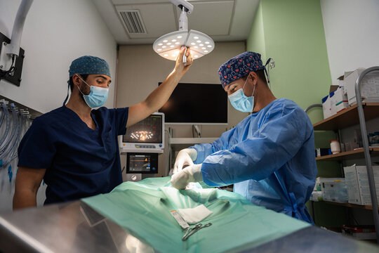 Veterinarians performing surgery on animal in operating room